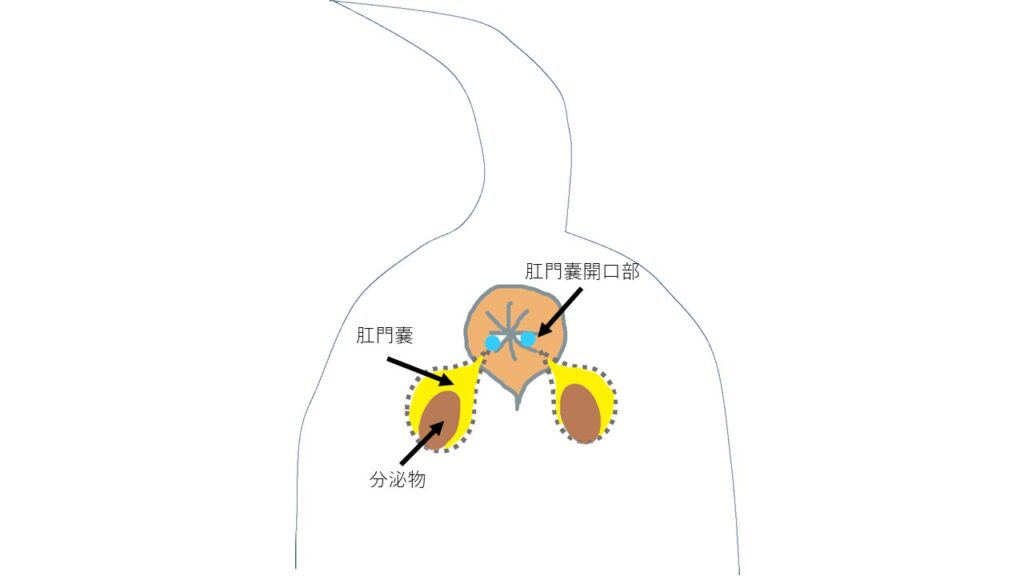肛門腺